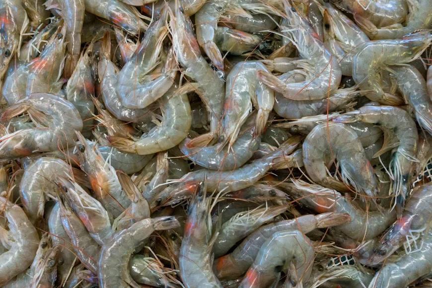 Udang vaname udang tambak