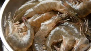 udang laut dan udang tambak