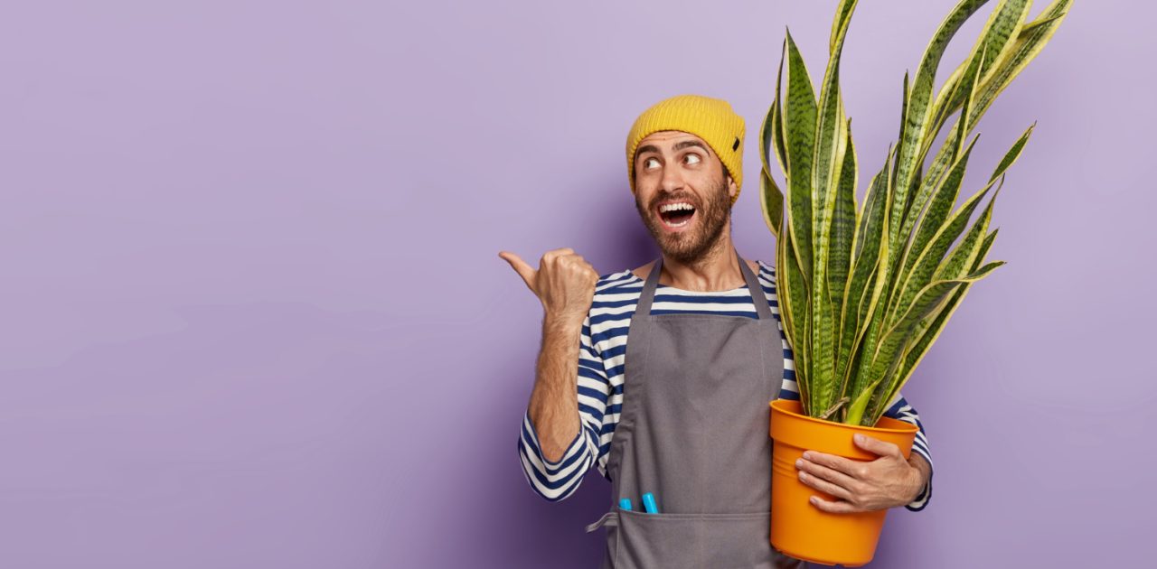 tanaman penyerap lembab