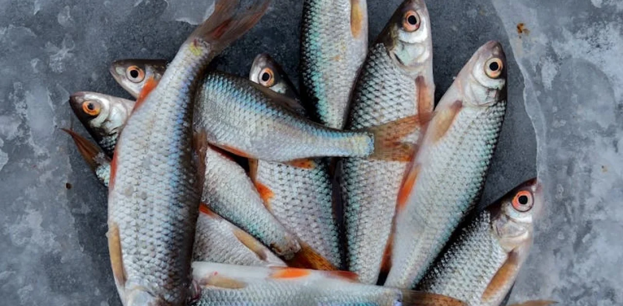 cara packing frozen food tanpa styrofoam