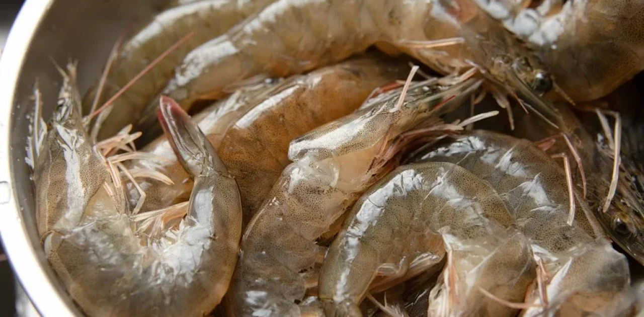 udang laut dan udang tambak